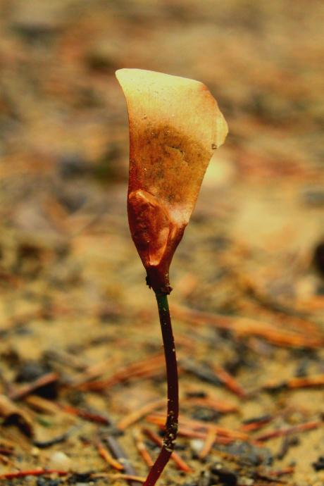 Wiosna w naszych lasach