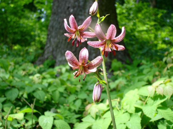 Lilia złotogłów. Fot. W. Plata 