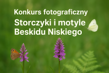 Wyniki Konkursu Fotograficznego  „STORCZYKI I MOTYLE BESKIDU NISKIEGO