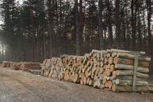 Sprzedaż detaliczna drewna w 2026 roku